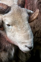 Herdies, Herdwick Sheep, Nenthead, Herdwick Artwork, Grange-Over-Sands, Long Side, Herdwick Sketches, Newbiggin-on-Lune, Herdwick Sheep Art, Mosedale, Torver, Colthouse, Rest Dodd, Tirril, Briery, Catbells, Cotehill, Lakeland Sheep, Herdwick, Stone Arthur, Herdwick Company, Yewbarrow, Herdwick Art Studio, Herdwick Ewe, Grey Knotts, Dean, Herdwick Sheep Oil Painting, Herdwick Drawings, Hen Comb,  Lake District, Cumbria.