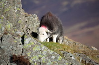 Skelwith Bridge, Whiteside, Shap, Blake Fell, Herdwick Artwork, Slight Side, Bassenthwaite, Garrigill, Herdwick, Hilton, Orthwaite, Wiggonby, Stainton With Adgarley, Herdwick Art Studio, Wether Hill, Herdwick Sketch, Herdwick Sheep Oil Pastels, Dent, Binsey, Cliburn, Calder Bridge, Herdwick, Herdwick Art, Harrison Stickle, Sale Fell, Whitfell, Pooley Bridge,  Lake District, Cumbria.