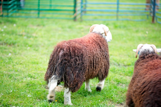 Loadpot Hill Farm Herdwick