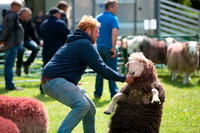 Seascale, Herdwick Sheep Oil Painting, Waberthwaite, Great Rigg, Routenbeck, Herdy Wall Art, Culgaith, Slate Fell, Herdy Ewe, Little Strickland, Calthwaite, Hindscarth, High Crag, Herdwick Sheep Oil Pastels, Appleby-in-Westmorland, Mungrisdale, Rampside, Gowbarrow Fell, Nether Wasdale, Herdwick Sheep Oil Painting, Froswick, Drybeck, Herdwick Drawings, Herdwick Artwork, Crinkle Crags, Knott Rigg, Kirkoswald, Clough Head, Grey Friar, Herdwick Sheep Prints,  Lake District, Cumbria.