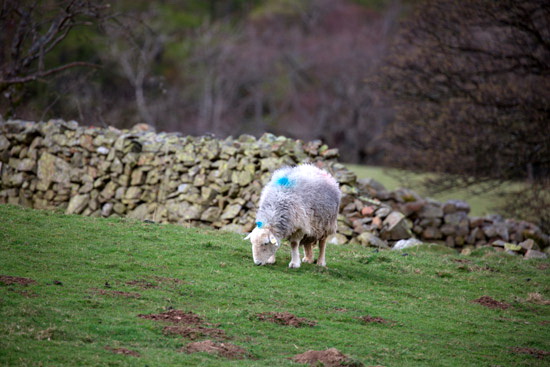 Pike of Blisco Lake district Sheep