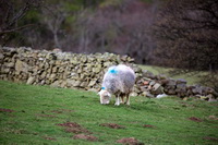 Ormathwaite, Tarn Crag (Far Eastern Fells), Herdwick, Whin Rigg, Middle Dodd, Colby, Herdwick Sheep, Herdy Sketch, Beetham, Mellbreak, Renwick, Crosscanonby, Herdwick Sheep Sketch, Raise, Raughton Head, Crag Fell, Mixed-Media Herdy Art, Herdy Sheep Artist, Dean, Herdies, Mealsgate, Middle Fell, Longlands, Port Carlisle, Hoff, Herdwick Drawings, Herdwick Sheep Art Studio, Caw Fell,  Lake District, Cumbria.