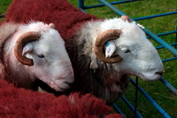 Herdy Sheep Artist, Castle Crag, Westward, Bolton, Herdwick Wall Art, Branstree, Herdwick Sheep Oil Pastels, Herdwick Sheep Oil Painting, Herdwick, Torpenhow, Esk Pike, Birker Fell, Burnbanks, Herdwick Sheep Oil Painting, Kirkoswald, Ling Fell, Dufton, Leece, Bouth, Blencogo, Blea Rigg, Froswick, Lakeland Sheep, Fellbarrow, Herdy Art, Kentmere Pike,  Lake District, Cumbria.