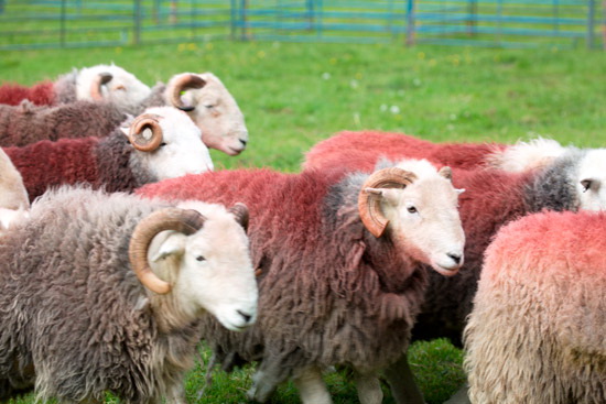 Colthouse Lake district Sheep - Lakeland Photos - Art Prints Colthouse Lake district Sheep
