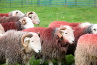 Herdwick Sheep Art, Martindale, Sandwith, Watch Hill, Herdwick Sheep Oil Pastels, Ard Crags, Herdy Ewe, Hartley, Sallows, Great Salkeld, Black Fell, Cartmel, Herdy Sheep Artist, Herdwick Wall Art, Herdy Sketches, Lingmoor Fell, Blawith, Herdwick Sheep, Herdwick Sheep Sketch, Outerside, Mixed-Media Herdy Art, Baycliff, Houghton, Herdwick, Nethermost Pike, Watendlath, Herdy Wall Art,  Lake District, Cumbria.