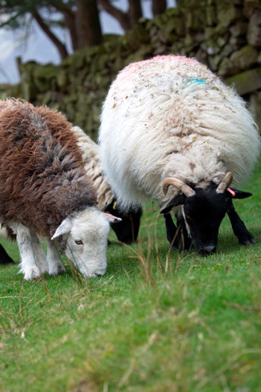 Selside Pike Lake district Sheep