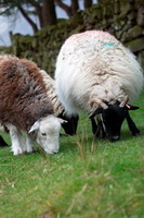 Herdy Art, Herdy Sketch, Herdwick Sheep Sketch, Herdwick Sheep Oil Painting, Herdwick Sheep Prints, Grike, Barf, Routenbeck, Dollywaggon Pike, Biggar, Hutton Roof (Kirkby Lonsdale), Hart Side, Farlam, Whitfell, Burneside, Millom, White Side, Calf Crag, Great Sca Fell, Herdwick Sheep Art, Herdwick Artwork, Rottington, Witherslack, Ullscarf, Herdy Sheep Artist, Herdwick Sheep Acrylic Paintings, Helvellyn, Herdy Sketches, Grayrigg Forest, Herdwick Drawings,  Lake District, Cumbria.