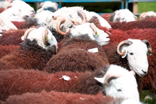 Mardale Ill Bell Field Herdwick