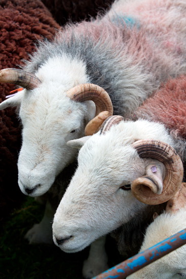 Lowthwaite Fell Herdwick - Lakeland Photos - Art Prints Lowthwaite Fell Herdwick