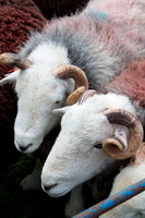 Herdwick Drawings, Herdy, Aglionby, Sour Howes, Wether Hill, Dollywaggon Pike, Slate Fell, Hallin Fell, Herdy Sheep Artist, Crooklands, Mixed-Media Herdy Art, Rosthwaite (Keswick), Herdwick Sheep Art, Cleator Moor, Meal Fell, Herdwick Sheep Acrylic Paintings, Sale Fell, Herdwick, Herdy Art, Great Dodd, Lowthwaite Fell, Hincaster, Sergeant Man, Herdwick Sheep Sketch, Caw Fell, Kirkhouse, Knott Rigg, Kirkby Stephen, Herdwick Sheep, Herdwick Sheep Prints, Milnthorpe, Melmerby,  Lake District, Cumbria.