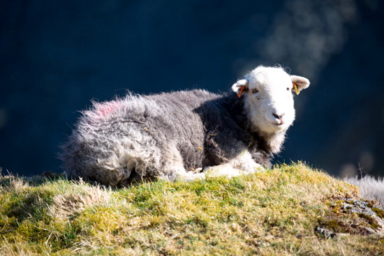 Colthouse Farm Lake district Sheep - Lakeland Photos - Art Prints Colthouse Farm Lake district Sheep