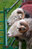 Crosthwaite, Mixed-Media Herdy Art, Lank Rigg, Dodd, Herdy Ewe, Bleaberry Fell, Firbank Fell, Herdy Sheep Artist, Pike of Blisco, Herdwick Sheep Oil Pastels, Green Crag, Lazonby, Black Fell, Herdwick Artwork, Newby Bridge, Carlisle, Casterton, Herdwick, Bouth, Wetherlam, Herdwick Sheep Oil Painting, Brandreth, Newlands (Keswick), Blencathra, Beetham, Warcop, Herdwick Drawings,  Lake District, Cumbria.