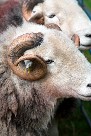Brockleymoor Valley Herdwick