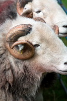 Cark (Cartmel), Herdy Sketches, Grange Fell, Herdwick Sheep Prints, Herdwick Sheep, Uldale, Gilcrux, Stybarrow Dodd, Newbiggin-on-Lune, Knott, Hindscarth, Mixed-Media Herdy Art, Great End, Boltongate, Rannerdale Knotts, Brock Crags, Herdwick, Herdy, Low Pike, Birkhouse Moor, Sedbergh, Orton, Herdwick Sheep Art Studio, Grayrigg Forest, Seatallan, Thornthwaite, Herdwick Artwork, Herdwick Drawings, Herdwick Sheep Oil Painting, High Bankhill, Raughton Head, Hart Side,  Lake District, Cumbria.