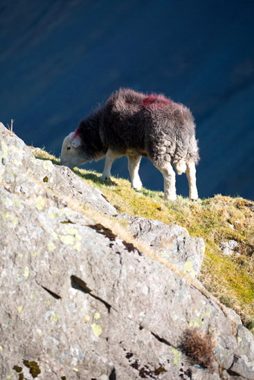 Fairfield Field Lake district Sheep - Lakeland Photos - Art Prints Fairfield Field Lake district Sheep