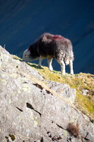 Herdy Sheep Artist, Herdwick Sheep Art Studio, Catstycam, Esk Pike, Scotby, Starling Dodd, Cleator Moor, Kirkbride, Holker, Dove Crag, Rottington, Stanah, Little Hart Crag, Great Carrs, Mixed-Media Herdy Art, Herdwick Sheep Sketch, Herdy, Knott, The, Colton, Wandope, Herdy Sketch, Herdwick Wall Art, Levens, Sallows, Herdwick Sheep Acrylic Paintings, Herdwick Sheep Oil Pastels,  Lake District, Cumbria.