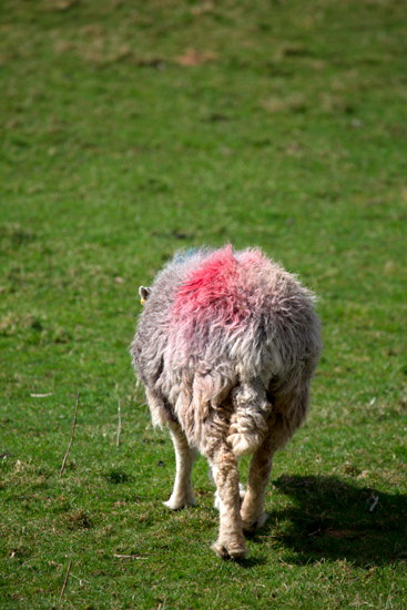 Brigham Field Lake district Sheep