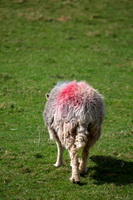 Herdy Art, Helton, Dacre, Grey Knotts, Little Mell Fell, Caw Fell, Herdwick Sheep Oil Painting, Great End, Johnby, Froswick, Glenridding Dodd, Longlands Fell, Dockray, Staveley (Kendal), Herdwick Drawings, Lakeland Sheep, Herdy, Herdy Ewe, Selside, Starling Dodd, Herdwick Sheep Sketch, Warwick-on-Eden, Little Asby, Herdwick Sheep Art Studio,  Lake District, Cumbria.