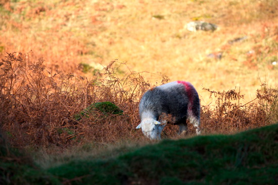 Slate Fell Herdwick Sheep