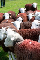 Hopegill Head, Herdwick Sheep Prints, Mellbreak, Green Crag, Ling Fell, Herdwick Sketch, Red Screes, Herdwick Sheep Oil Painting, Herdwick Sheep Acrylic Painting, Souther Fell, Salkeld Dykes, Mixed-Media Herdwick Art, Herdwick Sheep Art, Herdwick, Black Fell, Pike of Blisco, Ousby, Carrock Fell, Great Crosthwaite, Herdwick Sheep Oil Painting, Ulpha, Troutbeck (Penrith), Scafell Pike, Herdwick Sketches, Silver How, Hallbankgate, Loweswater, Tirril, Barrow-In-Furness, Sedgwick,  Lake District, Cumbria.