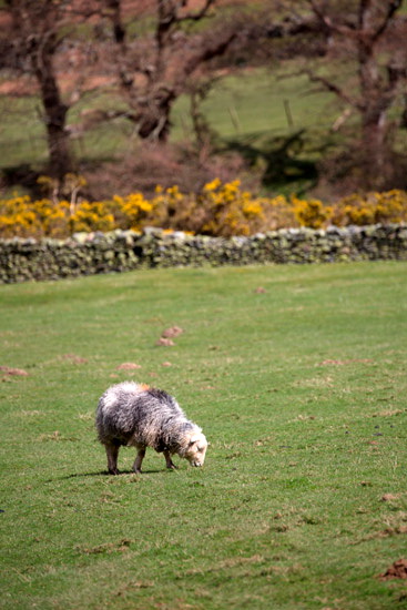 Bowscale Fell Farm Lake district Sheep