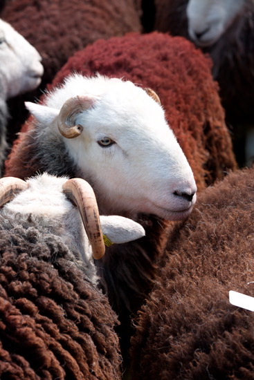 Holme St. Cuthbert Herdwick - Lakeland Photos - Art Prints Holme St. Cuthbert Herdwick