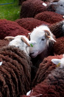 Castle Carrock, Herdwick Artwork, Harrison Stickle, Herdwick Wall Art, Dendron, Calder Bridge, Morland, Herdwick Sheep Prints, Great Rigg, Herdwick Drawings, Great Crag, Eel Crag (Crag Hill), Caldbeck, Herdy Art, Lakeland Sheep, Coniston Old Man, Slight Side, Tebay, Brampton (Carlisle), Brisco, Herdwick Sheep Art Studio, Casterton, Backbarrow, Herdy Ewe, Sour Howes, Routenbeck, Herdwick Sheep, Ullscarf, Herdwick Sheep Art, Ulpha, Herdwick, Lingmell, Herdies, Grange Fell,  Lake District, Cumbria.