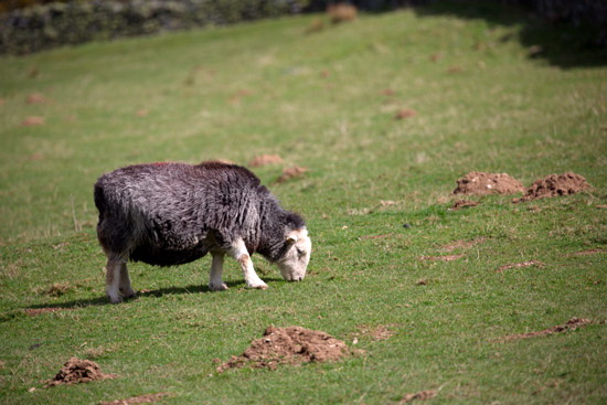 Kirkbampton Herdwick Sheep - Lakeland Photos - Art Prints Kirkbampton Herdwick Sheep