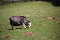 Dockray, Pike of Blisco, Lakeland Sheep, Bromfield, Hethersgill, Bampton, Heron Pike, Parsonby, Herdwick Sheep Acrylic Paintings, Herdy Art, Irthington, Herdies, Herdwick Sheep Sketch, Ill Bell, Herdwick Sheep Oil Painting, Herdwick Sheep Oil Painting, Herdwick Sheep Oil Pastels, Briery, Wetherlam, High Seat, Herdy Wall Art, Lorton (High and Low), Saint Sunday Crag, Herdwick, Herdwick Sheep Art, Broughton Beck, Ireby, Hen Comb, Dove Crag, Froswick,  Lake District, Cumbria.