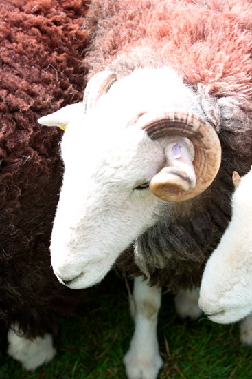Ennerdale Bridge Valley Lakeland Sheep