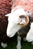 Applethwaite, Satterthwaite, Herdy Wall Art, Bowscale, Kearstwick, Farlam, Staveley (Kendal), Knott, The, Rampsgill Head, Herdwick Sheep Oil Pastels, Herdwick Sheep, Vickerstown, Lonscale Fell, Mixed-Media Herdy Art, Culgaith, Herdwick Sheep Oil Painting, Harter Fell, Eskdale, Black Fell, Herdwick, Castle Crag, Herdy Ewe, Great Borne, Lingmoor Fell, Lupton, Whin Rigg, Eaglesfield, Hindscarth, Herdy, Herdwick Sheep Art, Beetham, Sallows, Herdwick Sheep Art Studio, Irton with Santon, Crag Fell,  Lake District, Cumbria.