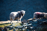 Herdwick Sheep Oil Painting, Cumwhitton, Wigton, Meal Bank, Herdy Art, Whiteless Pike, Herdwick Sheep Acrylic Paintings, Winster, Herdwick Sheep Prints, Portinscale, Harter Fell, Eskdale, Drumburgh, Bowness-on-Windermere, Herdwick Sheep, Herdwick Sheep Oil Painting, Lakeland Sheep, Walla Crag, Mixed-Media Herdy Art, Stybarrow Dodd, Millom, Low Hesket, Herdwick Sheep Art, Brandreth, Rampsgill Head, Holmrook, Herdwick Sheep Oil Pastels, Sheffield Pike, Knott Rigg, Brough, Castle Crag,  Lake District, Cumbria.