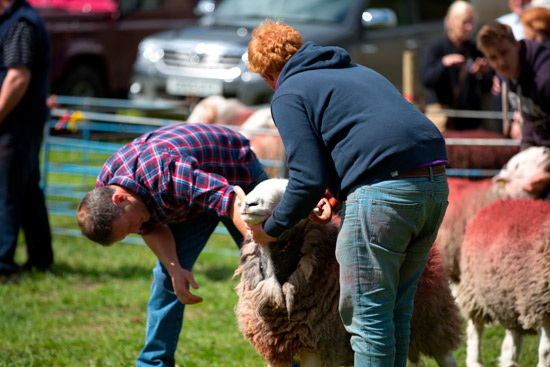 Brim Fell Herdwick Sheep