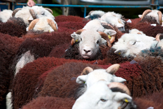 Armboth Fell Lakeland Sheep - Lakeland Photos - Art Prints Armboth Fell Lakeland Sheep