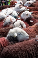 Lindale, Rannerdale Knotts, Wandope, Kendal, Stanah, Nether Wasdale, Nateby, Herdy Art, Pavey Ark, Crosby Garrett, Herdwick Sheep Oil Painting, Lakeland Sheep, Froswick, Herdwick Sheep Art Studio, Green Crag, Herdy Ewe, Hindscarth, Herdwick Sheep Prints, Herdy Sheep Artist, Carlisle, Kirkby Lonsdale, Kentmere Pike, Herdwick Wall Art, Renwick, Chapel Stile, Herdy, Herdwick Sheep, Bowscale Fell, Herdy Wall Art,  Lake District, Cumbria.