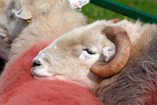 Grisedale Pike Field Lake district Sheep