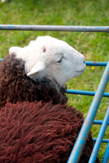 Westnewton Herdwick