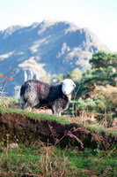 Herdies, Herdwick Sheep Oil Pastels, Milnthorpe, Whin Rigg, Skiddaw Little Man, Herdwick Sheep Oil Painting, Dodd, Embleton, Great End, Herdy Sketch, Longlands Fell, Beckermet, Dent, Dovenby, Mosedale, Harter Fell, Eskdale, Herdwick Sheep Acrylic Paintings, Hartley, Tirril, Pike of Stickle, Herdy Sheep Artist, Rossett Pike, Grange Fell, Herdwick Drawings, Great Cockup, Herdy Ewe, Whitehaven, Herdwick Sheep Art Studio, Lamplugh,  Lake District, Cumbria.