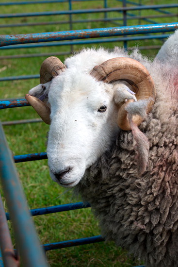 High Pike (Scandale) Herdwick