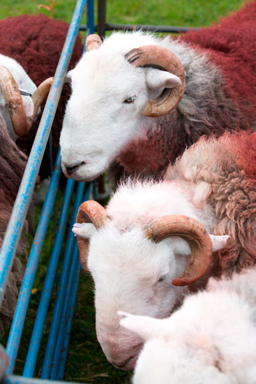 Gilsland Valley Lakeland Sheep