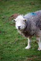 Herdwick Sheep Prints, Herdies, Nethermost Pike, Lakeland Sheep, Troutbeck (Windermere), Herdy Art, Bewaldeth, Grisedale Pike, Mixed-Media Herdy Art, Whin Rigg, Bonscale Pike, Moor Row, Herdwick Sheep, Bowscale Fell, Holme St. Cuthbert, Dodd, Harter Fell, Mardale, Crook, Arkleby, Thurstonfield, Cumwhinton, Birkhouse Moor, High Pike (Scandale), Pike of Stickle, Herdwick Wall Art, Herdwick Sheep Acrylic Paintings, Alston,  Lake District, Cumbria.