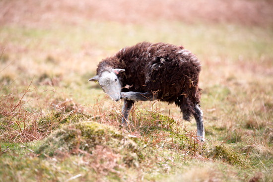 High Spy Farm Lakeland Sheep