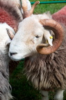 Hayton (Aspatria), Herdy Sketch, Knott, Dent, Herdwick Wall Art, Herdwick Sheep Art Studio, Rannerdale Knotts, Selside Pike, Caldbeck, Steel Fell, Heron Pike, Sale Fell, Holme, Dale Head, Herdwick, Sedbergh, Herdies, Herdwick Sheep, Rusland, Lakeland Herdy Artworks, Bewaldeth, Herdwick Sheep Prints, Biggar, Bootle, Fleetwith Pike, Herdy Sheep Artist, Sergeant Man, Hard Knott, Herdy Wall Art, Calthwaite, Herdwick Sheep Oil Painting, Lakeland Sheep, Ambleside,  Lake District, Cumbria.