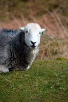 Mellbreak, Hen Comb, Herdwick Sheep Prints, Gibson Knott, Great Gable, Herdwick Sheep Acrylic Paintings, Herdy, Kirkoswald, Herdwick, Silver How, Troutbeck (Windermere), Herdwick Sheep, Lupton, Hart Side, Herdwick Wall Art, Kirkbride, Causey Pike, Burgh by Sands, Greystoke, Great Crag, Swirl How, Rampsgill Head, Hayton (Aspatria), Binsey, Buck Pike, Kirkby Lonsdale, Herdwick Sheep Sketch,  Lake District, Cumbria.