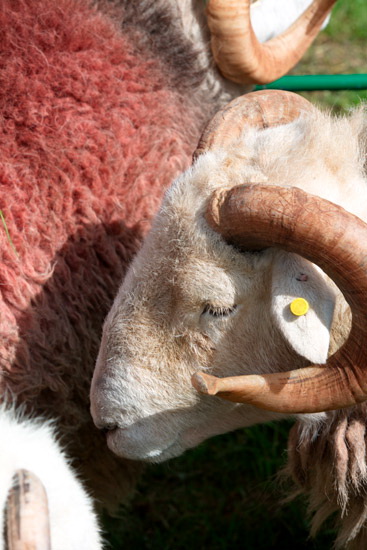 Soulby (Penrith) Field Herdwick