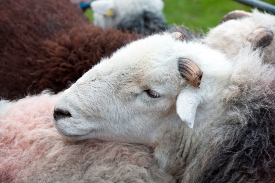 Hart Side Farm Lake district Sheep - Lakeland Photos - Art Prints Hart Side Farm Lake district Sheep