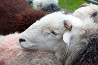 Patterdale, Cark (Cartmel), Piel Island, Herdy Sheep Artist, Herdwick Drawings, Herdy, Nethermost Pike, Herdwick Sheep Art Studio, Herdies, Lindale, Swirl How, High Crag, Johnby, Herdy Art, Whiteside, Ambleside, Herdwick Sheep Oil Pastels, Roa Island, Seatallan, Herdwick Sheep Sketch, Selside Pike, Caw Fell, Raven Crag, Levens, Haycock, Great Musgrave, Wandope, Mixed-Media Herdy Art, Crosby-on-Eden,  Lake District, Cumbria.