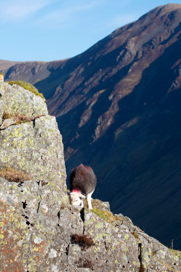 Muncaster Fell Herdwick Sheep - Lakeland Photos - Art Prints Muncaster Fell Herdwick Sheep