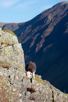 Bowfell, Wigton, Bigrigg, Stainton With Adgarley, Grayrigg Forest, Raven Crag, Penruddock, Herdy, Pavey Ark, Ponsonby, Herdwick Wall Art, Lamplugh, Herdwick Sheep Oil Painting, Herdy Sketch, Herdwick Drawings, Herdy Sheep Artist, Black Combe, Lanercost, Endmoor, Herdy Ewe, Clough Head, Braithwaite, Morland, Herdwick Sheep Oil Pastels, Lakeland Sheep, Bassenthwaite, Troutbeck Tongue,  Lake District, Cumbria.