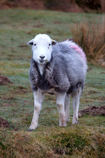 Aikton Herdwick